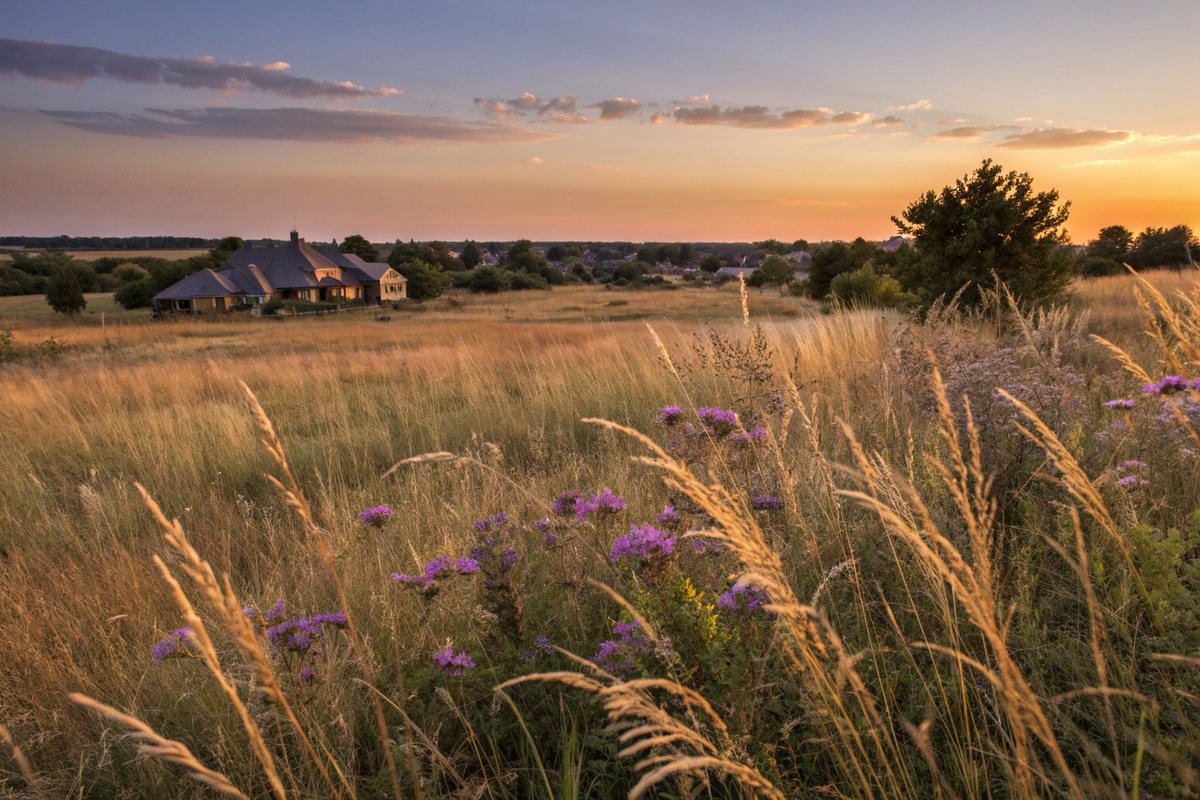 Golden native prairie grasses and purple wildflowers at sunset with a low line of homes and trees along the flat horizon